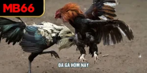 Đá Gà Hôm Nay – Cập Nhật Trực Tiếp Cùng MB66 Từng Trận Chiến