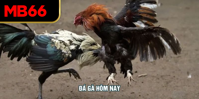 Đá Gà Hôm Nay – Cập Nhật Trực Tiếp Cùng MB66 Từng Trận Chiến