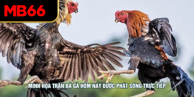 Minh họa trận đá gà hôm nay được phát sóng trực tiếp