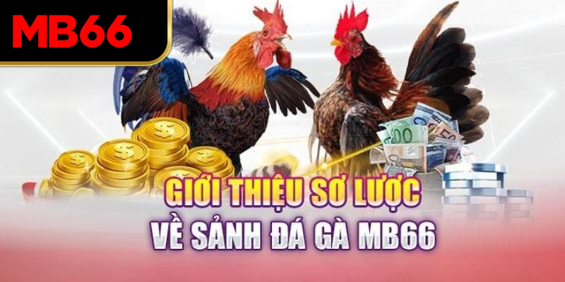 Giới thiệu sơ lược về sảnh đá gà tại nền tảng 